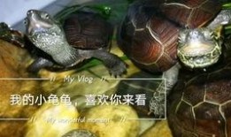 乌龟塌房爆料视频大全,独家爆料视频大盘点